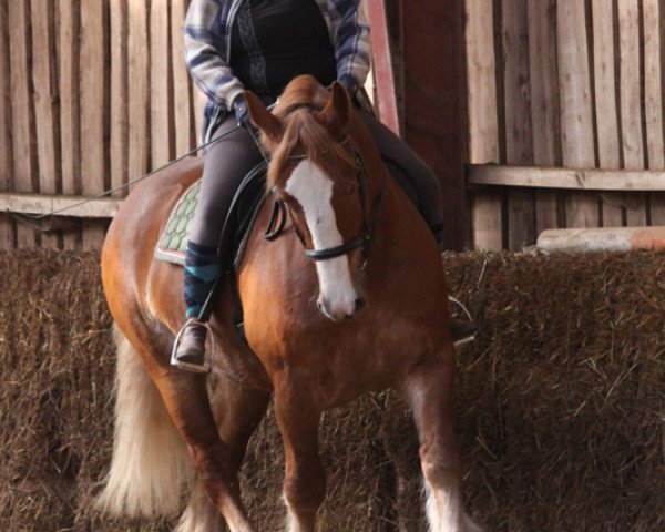 Pferd August (Schleswiger Kaltblut, 2004, von Orbit)