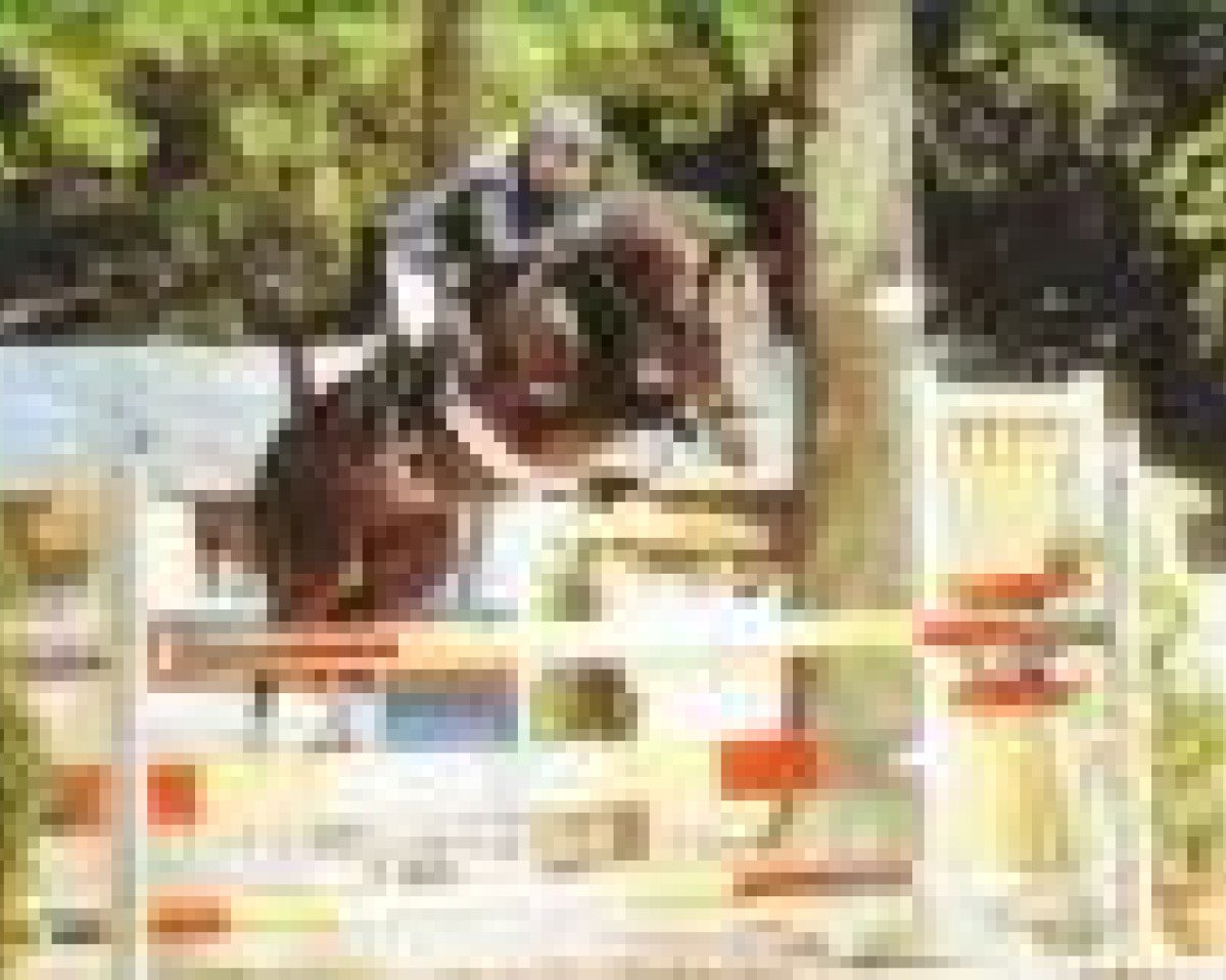 stallion Van Gogh R (German Riding Pony, 1995, from Vivaldi)
