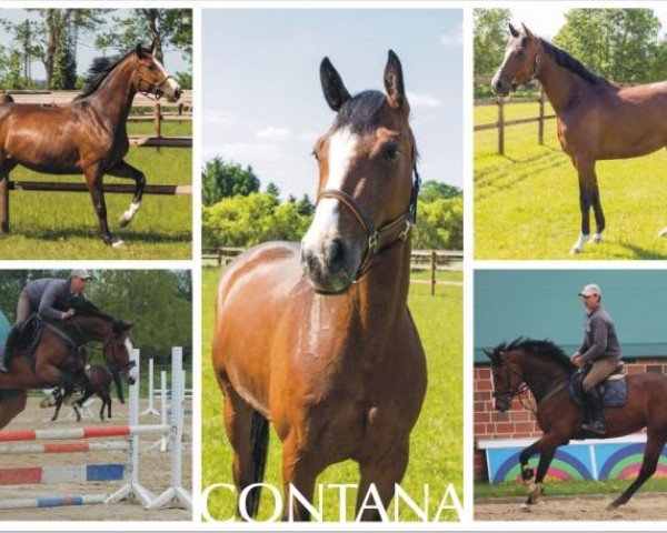 jumper Contana 4 (Holsteiner, 2008, from Contendro I) jumper Contana 4 (Holsteiner, 2008, from Contendro I)