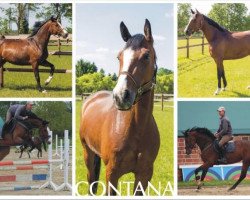jumper Contana 4 (Holsteiner, 2008, from Contendro I)