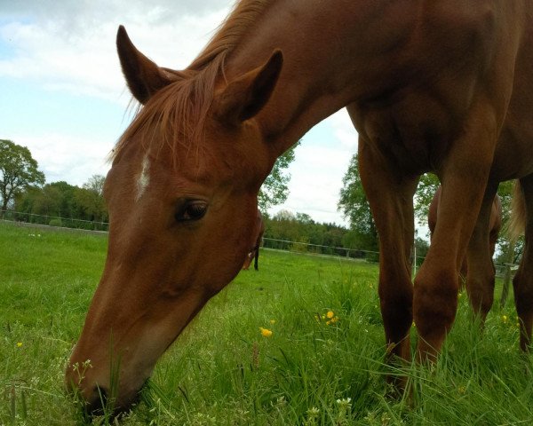 Pferd Elja Sue (Hannoveraner, 2011, von Edward 28)