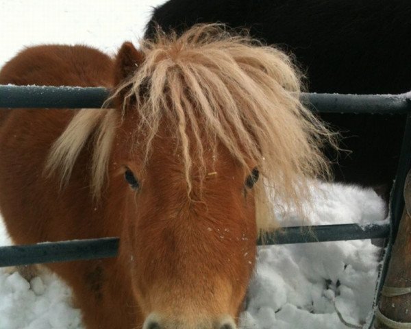 horse Ina (Shetland Pony, 2009, from Ramiro)