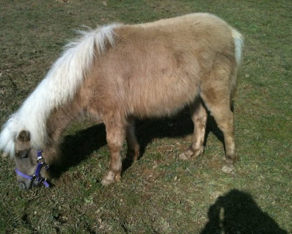 horse Isi (Shetland Pony, 2011, from Ramiro)