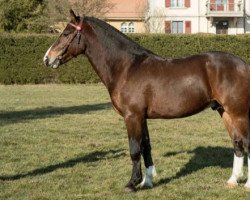 Springpferd Caran d'Ache du Clos Virat CH (Freiberger, 2014, von Chaumanne du Peupé)