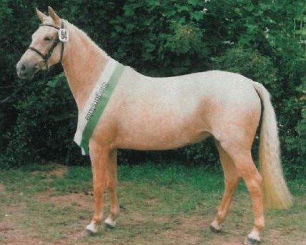 broodmare FS Golden Fleur (German Riding Pony, 1993, from Golden Dancer) broodmare FS Golden Fleur (German Riding Pony, 1993, from Golden Dancer)