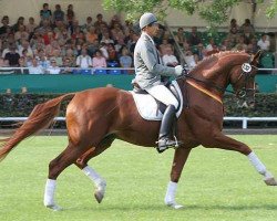 stallion Locksley II (Hanoverian, 2002, from Londonderry)