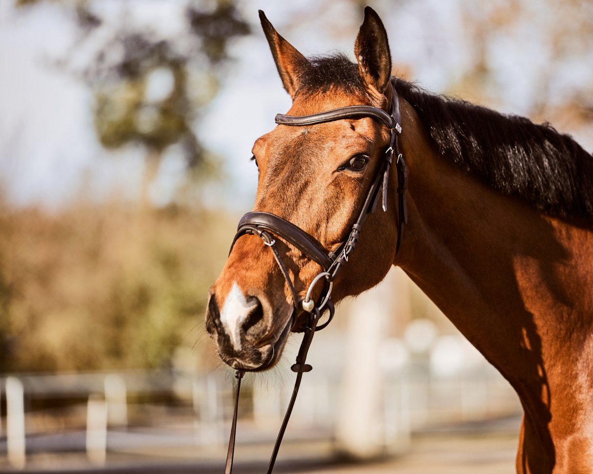 Cavallo da salto Clooney Z (Zangersheide Reitpferd, 2012, di Canabis Z)