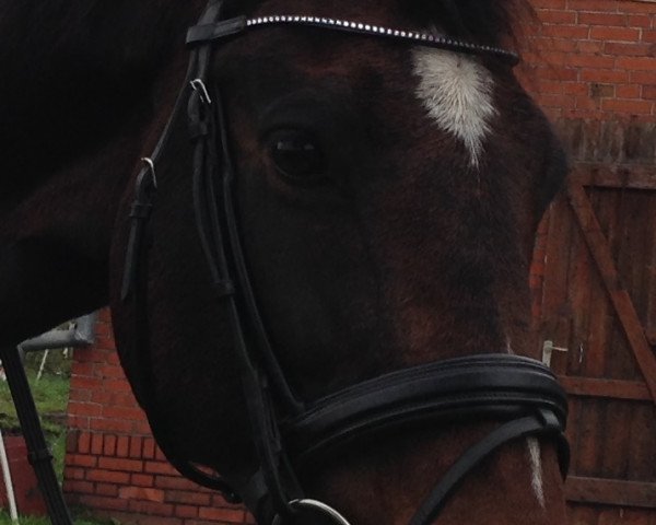 horse Joyce (Oldenburg, 1998, from Wembley)