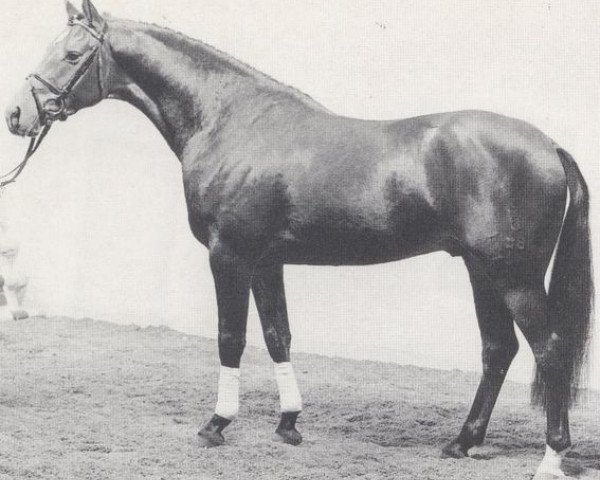 stallion Leopardos (Oldenburg, 1987, from Landadel)