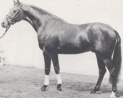 stallion Leopardos (Oldenburg, 1987, from Landadel)
