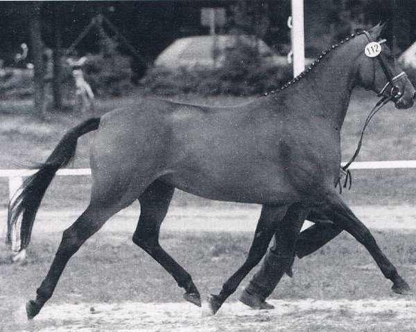 broodmare Wischnu (Hanoverian, 1985, from Wenzel I)