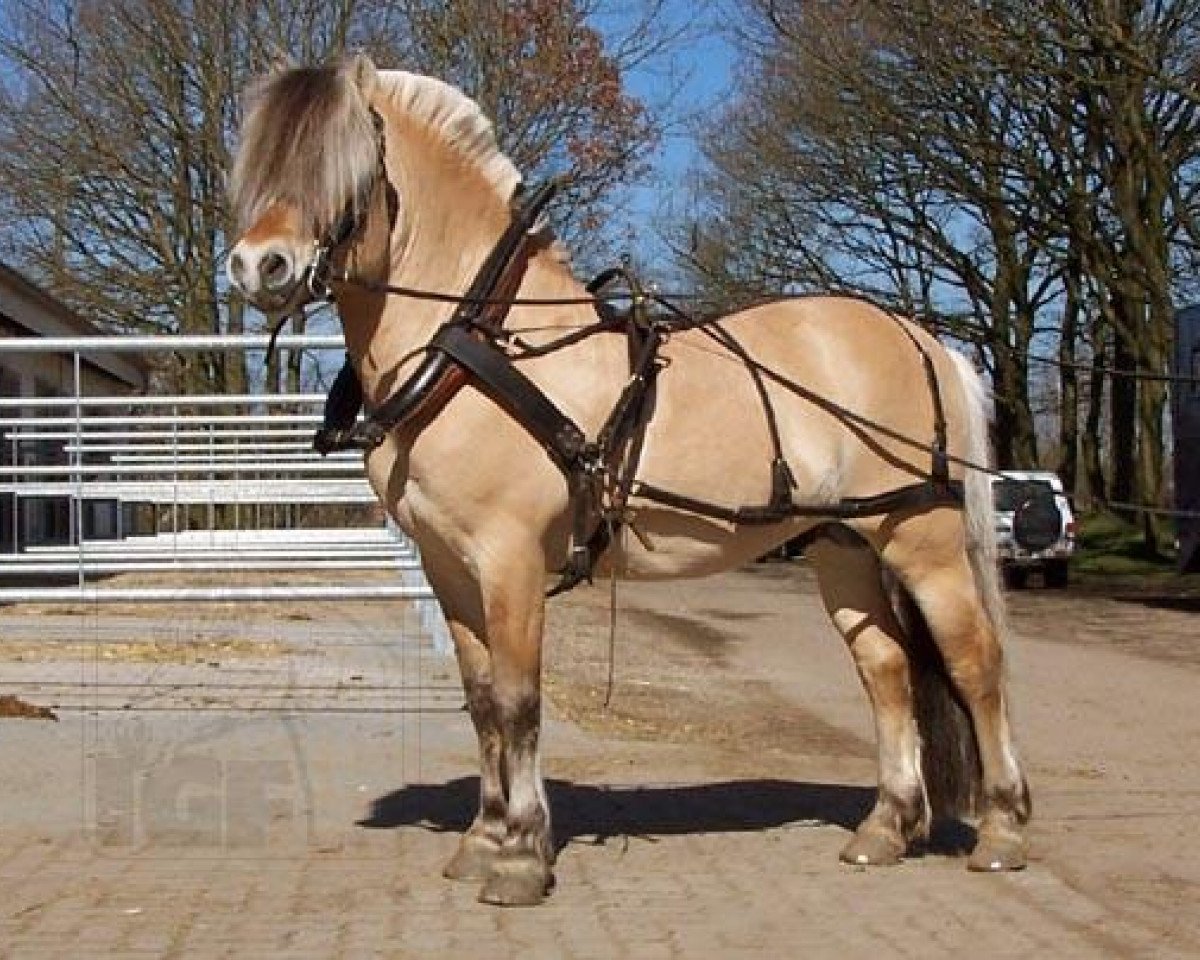 stallion Fjølestaen N.2681 (Fjord Horse, 1994, from Luntor Vital N.2741)