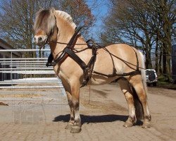 stallion Fjølestaen N.2681 (Fjord Horse, 1994, from Luntor Vital N.2741)