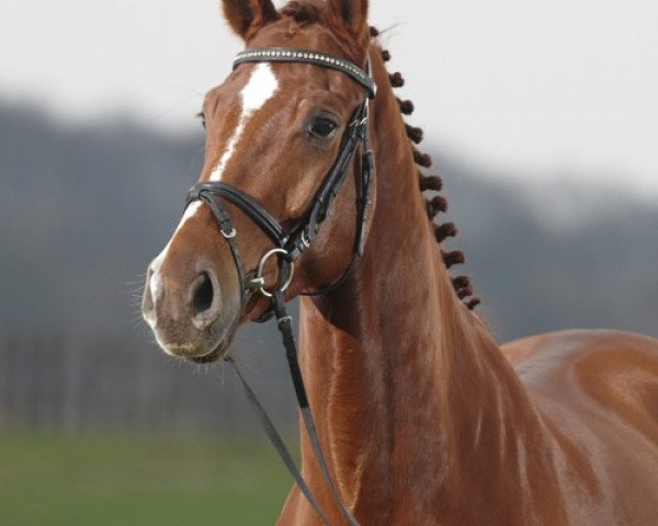 dressage horse Finnmark (Westphalian, 2004, from Fidermark) dressage horse Finnmark (Westphalian, 2004, from Fidermark)