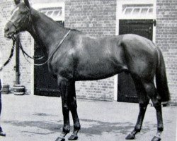 stallion Gratitude xx (Thoroughbred, 1953, from Golden Cloud xx)