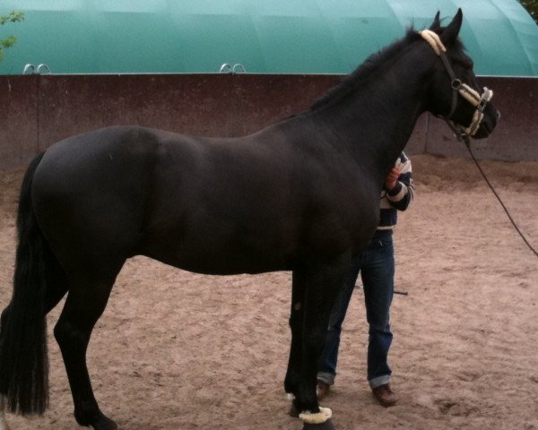 horse Cäsar 180 (Hanoverian, 2005, from Conteur)
