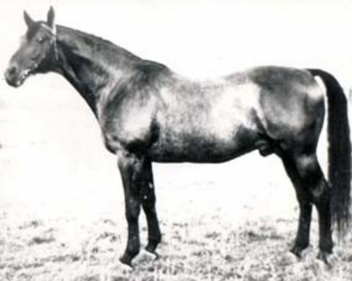 Deckhengst Chromogen (Russisch Trakehner, 1965, von Chochot)
