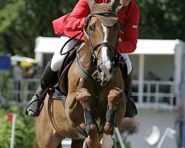 broodmare Farina (Hanoverian, 1994, from For Pleasure) broodmare Farina (Hanoverian, 1994, from For Pleasure)