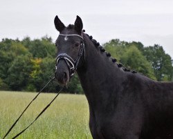 Pferd Fürst Beltoni (Westfale, 2019, von Fürst Samarant)