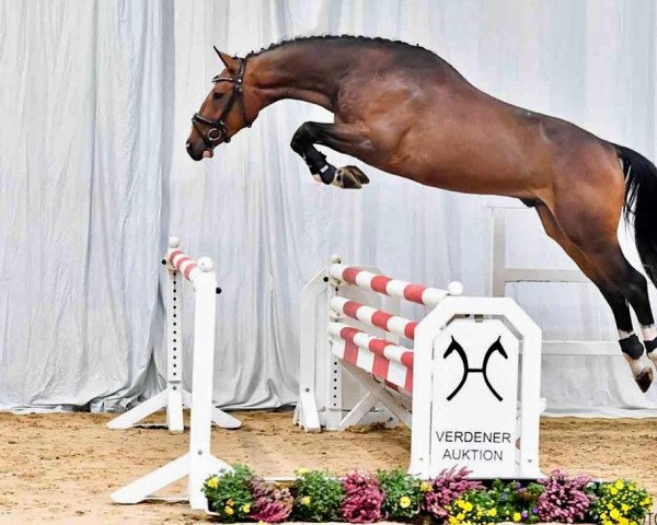 jumper Great Rubin (Hanoverian, 2018, from Grey Top)