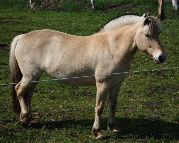 broodmare Fele Halsnæs (Fjord Horse, 2000, from Valdar Halsnæs) broodmare Fele Halsnæs (Fjord Horse, 2000, from Valdar Halsnæs)