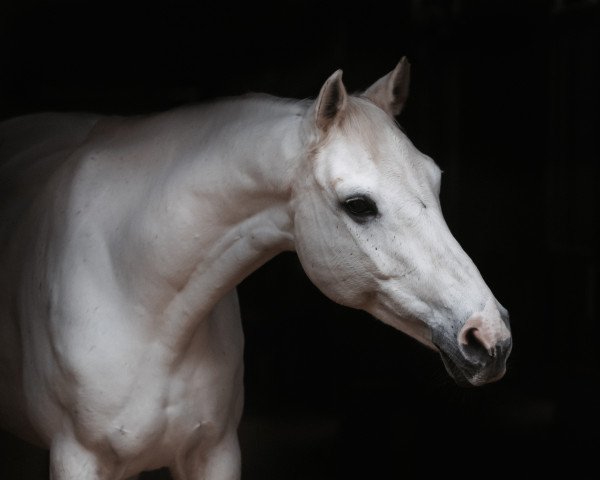 jumper Faith Vh Bovenhoekshof (Belgian Warmblood, 2011, from Cassanova 37)