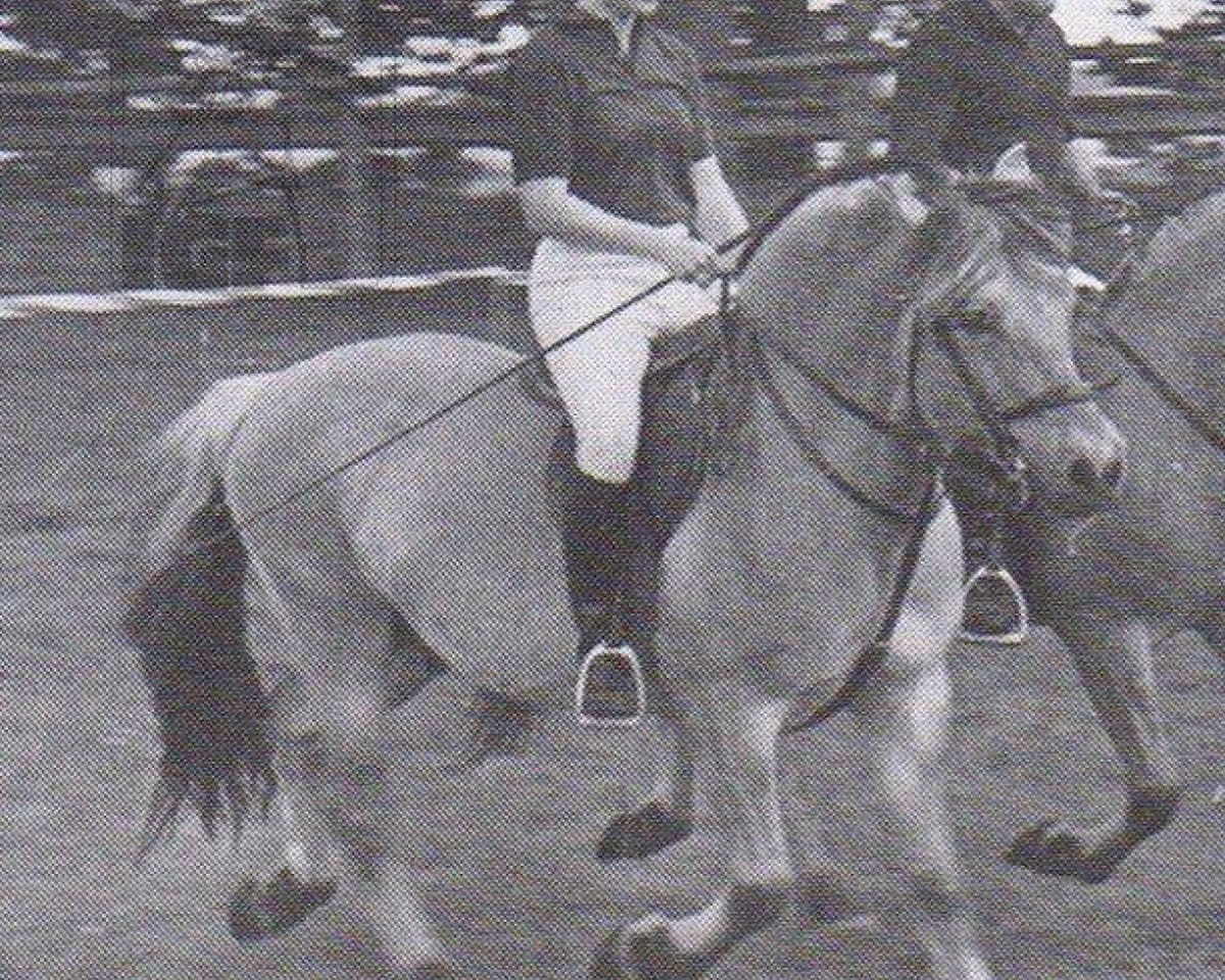 stallion Arnulf (Fjord Horse, 1981, from Alexander F 102)
