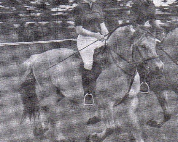 stallion Arnulf (Fjord Horse, 1981, from Alexander F 102)