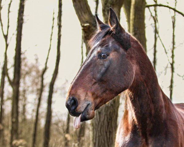 Pferd Percy (Deutscher Traber, 2008, von Pink Diamond (DE))