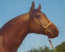 stallion El Paso ox (Arabian purebred, 1967, from Czort 1949 ox)