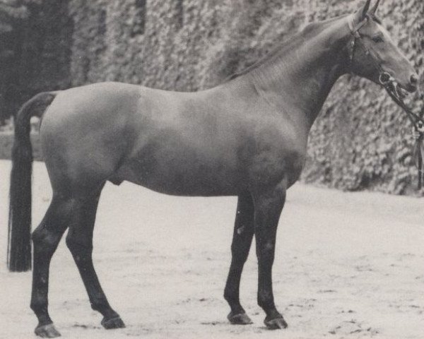 stallion Abt (Westphalian, 1966, from Aar)