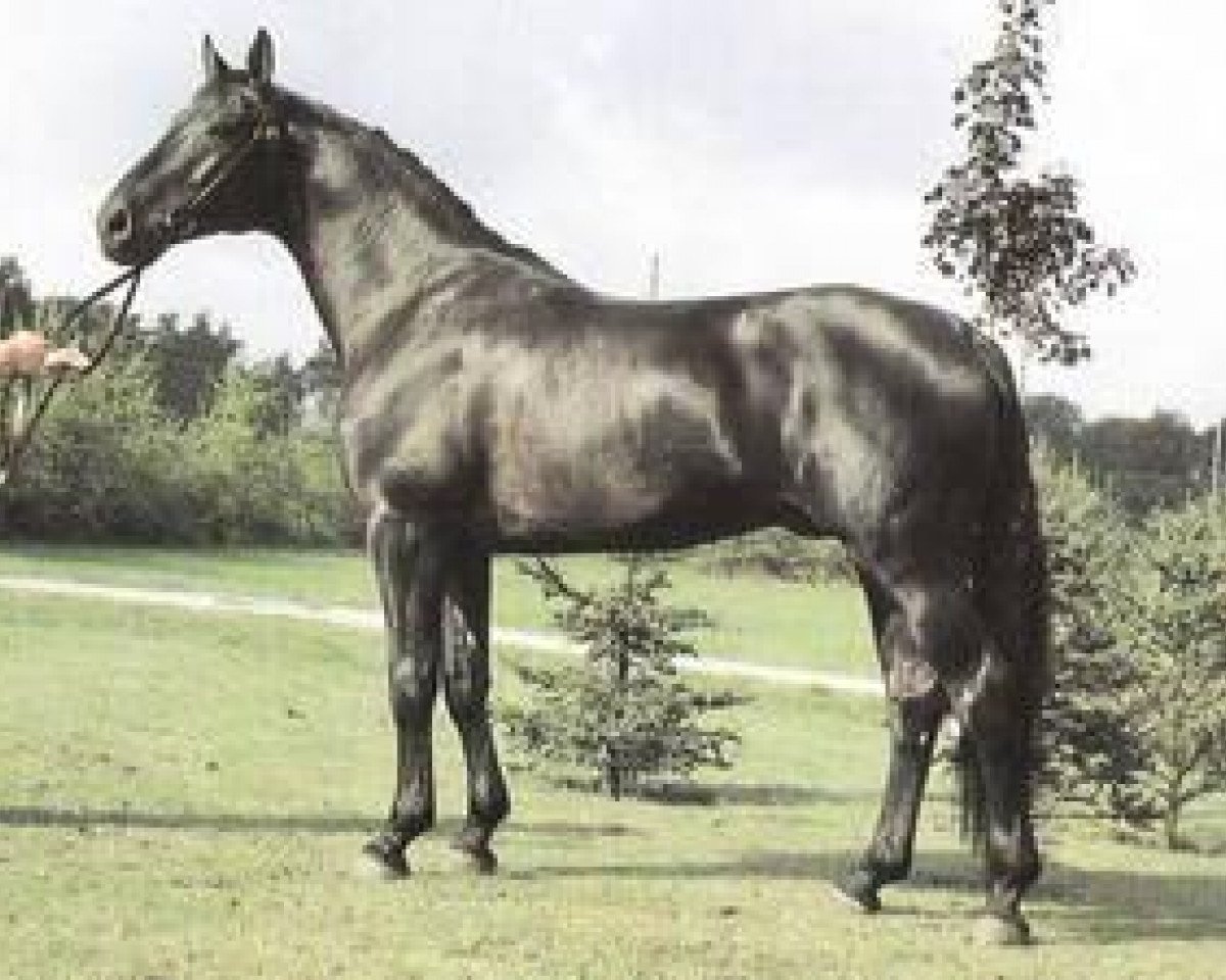 Deckhengst Walhall (Hannoveraner, 1977, von Waldhorn)