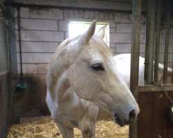 Dressurpferd white pearl 10 (Trakehner, 2006, von Graziello)