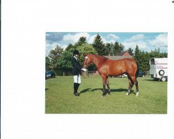dressage horse Brummel 2 (German Riding Pony, 1996, from Blue Star)