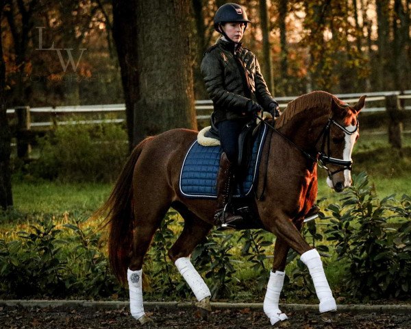 horse Miss Felicity (Holländisches riding ponies, 2011)