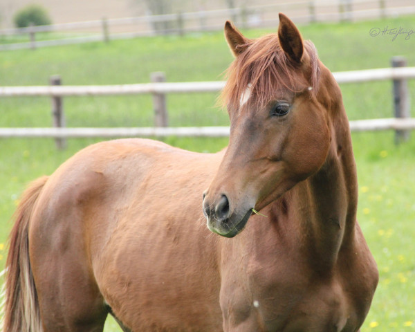 broodmare Sally (Westphalian, 2020, from Selectric)