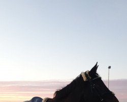 Springpferd Diamant's Dark Secret (Holsteiner, 2005, von Diamant de Semilly)