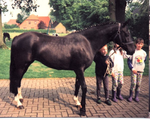 Zuchtstute Freyka (Deutsches Reitpony, 1990, von Black Boy)