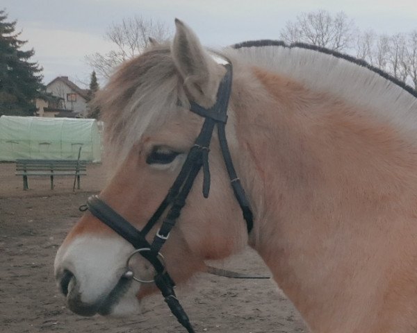Jument d'élevage Hanne (Cheval Fjord, 2014, de Husar)