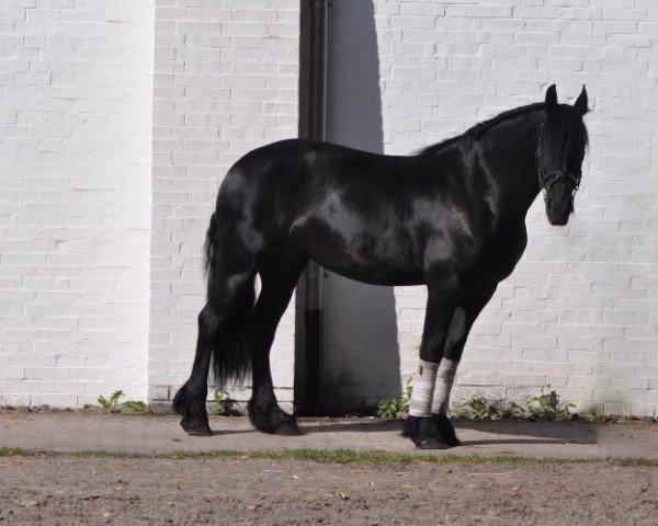 dressage horse Dietske V. (Friese, 2009, from Beart 411)