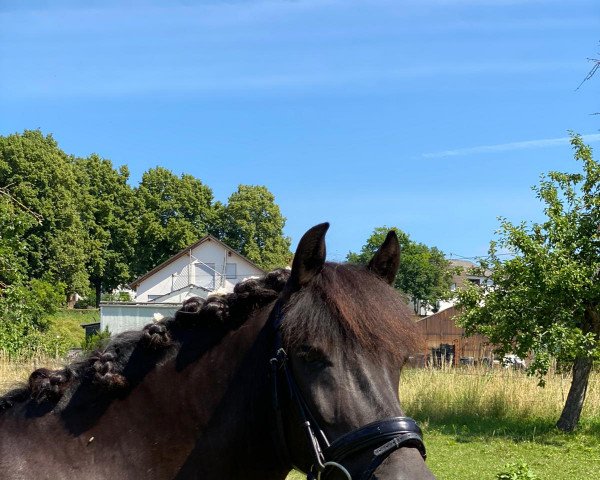 dressage horse Vivito vom Naafbachtal (Breeding attempt Aegidienberger, 2006, from GK Feliciano)