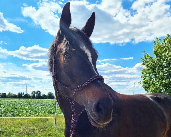 dressage horse Rhaya Gavina (Hanoverian, 2005, from Rabino)
