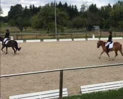 horse Walli (Haflinger, 2013)