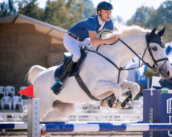 Springpferd Caslato (Holsteiner, 2011, von Casall Ask)