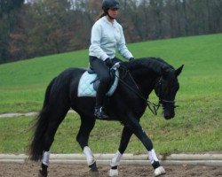 Springpferd Felito (Württemberger, 2003, von French Kiss)