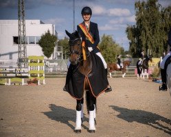 Dressurpferd Limoncelli 2 (Hannoveraner, 2011, von Lord Loxley I)