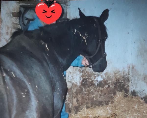 Chovná klisna Esta Bien (Westfálský kůň, 1991, od Ehrentusch)