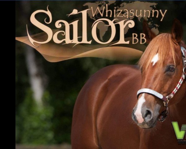 stallion Whizasunnysailor BB (Quarter Horse, 2008, from Topsail Whiz)