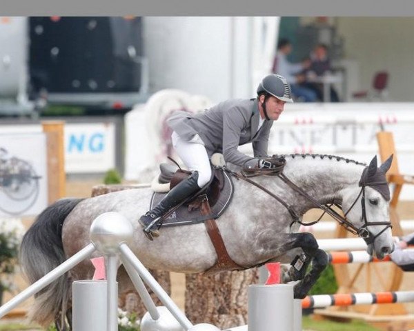 Springpferd Luce del Castegno (Sella Italiano, 2005, von Campione) Springpferd Luce del Castegno (Sella Italiano, 2005, von Campione)