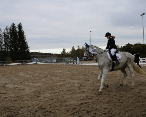 jumper Chevalle S (Holsteiner, 2002, from Calido I) jumper Chevalle S (Holsteiner, 2002, from Calido I)
